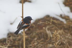 Phoenicurus schisticeps
