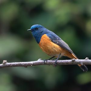 Phoenicurus frontalis