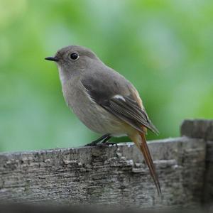 Phoenicurus auroreus