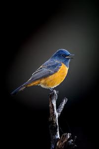 Phoenicurus frontalis