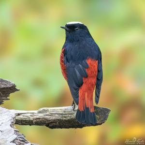 Phoenicurus leucocephalus