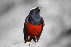 Phoenicurus leucocephalus