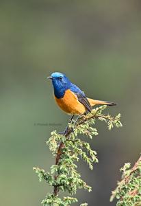 Phoenicurus frontalis