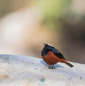 Phoenicurus leucocephalus