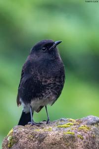 Saxicola caprata
