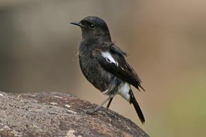 Saxicola caprata