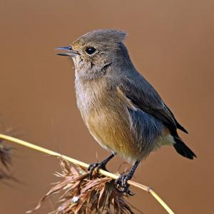 Saxicola caprata