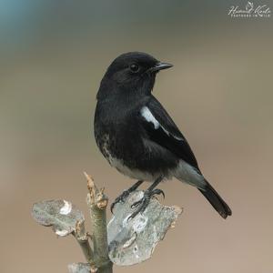 Saxicola caprata
