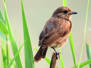 Saxicola caprata