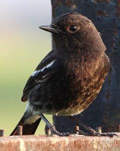 Saxicola caprata