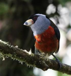 Semnornis ramphastinus