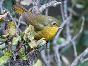 Tarsiger chrysaeus