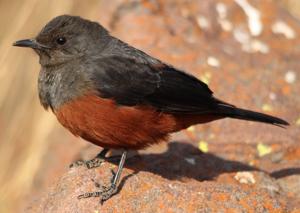 utils/thumbs/Muscicapidae/Thamnolaea_ACyjFxsb4m7fcuqUZUJPLj.jpg