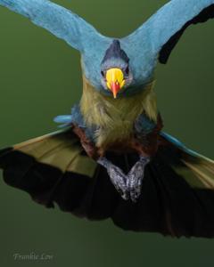 Corythaeola cristata