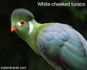 Menelikornis leucotis