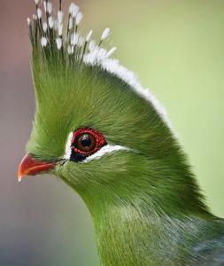 Tauraco livingstonii