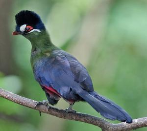 Tauraco hartlaubi