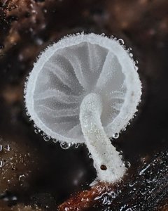 Hemimycena tortuosa