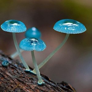 Mycena interrupta