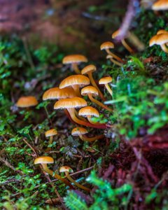 Xeromphalina campanella