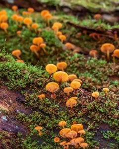 Xeromphalina campanella