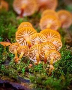 Xeromphalina campanella