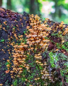 Xeromphalina campanella