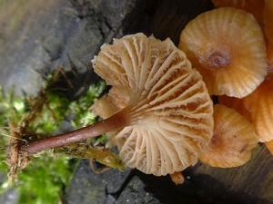 Xeromphalina campanella