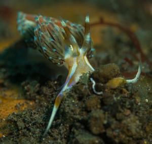 utils/thumbs/Myrrhinidae/Godiva_kMJ5YRVpuC5qkWYkXFhzeB.jpg