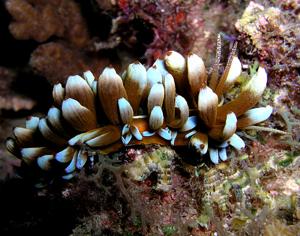 utils/thumbs/Myrrhinidae/Phyllodesmium_4ShxnyEEXrLtEogCJhx62p.jpg