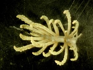 Phyllodesmium lizardense