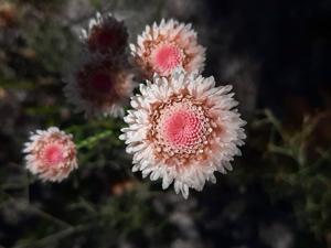 Actinodium cunninghamii