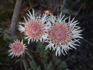 Actinodium cunninghamii