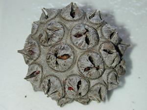 Eucalyptus lehmannii