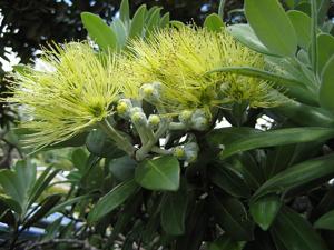 utils/thumbs/Myrtaceae/Metrosideros_5U9FscaiyL2scKVKt4dsVX.jpg