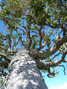 Metrosideros polymorpha