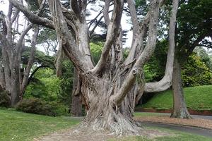 Metrosideros excelsa