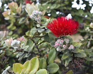 Metrosideros polymorpha