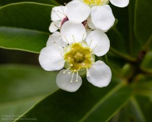 utils/thumbs/Myrtaceae/Xanthostemon_nsbN6JYaSfePG8Us82Zt4X.jpg