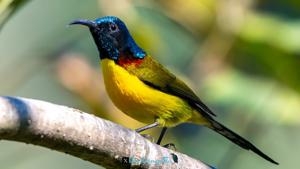 Aethopyga nipalensis