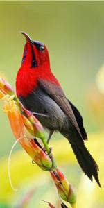 Aethopyga mystacalis