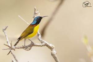 Aethopyga nipalensis