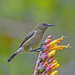 Anabathmis hartlaubii