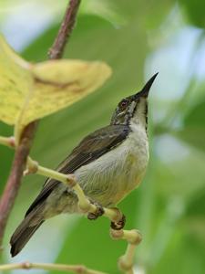 Anthreptes malacensis heliocalus