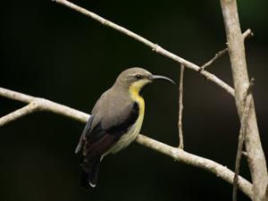 Cinnyris asiaticus