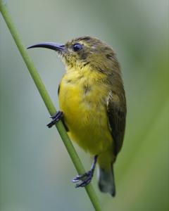 Cinnyris ornatus