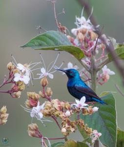Cinnyris asiaticus