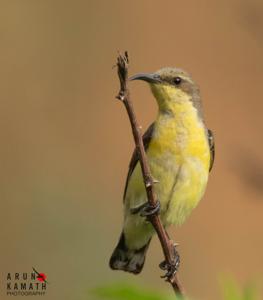 Cinnyris asiaticus