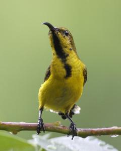 Cinnyris ornatus