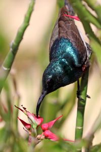 Cinnyris sovimanga